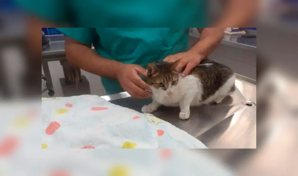 Desliza la imagen de Facebook para verlas todas.