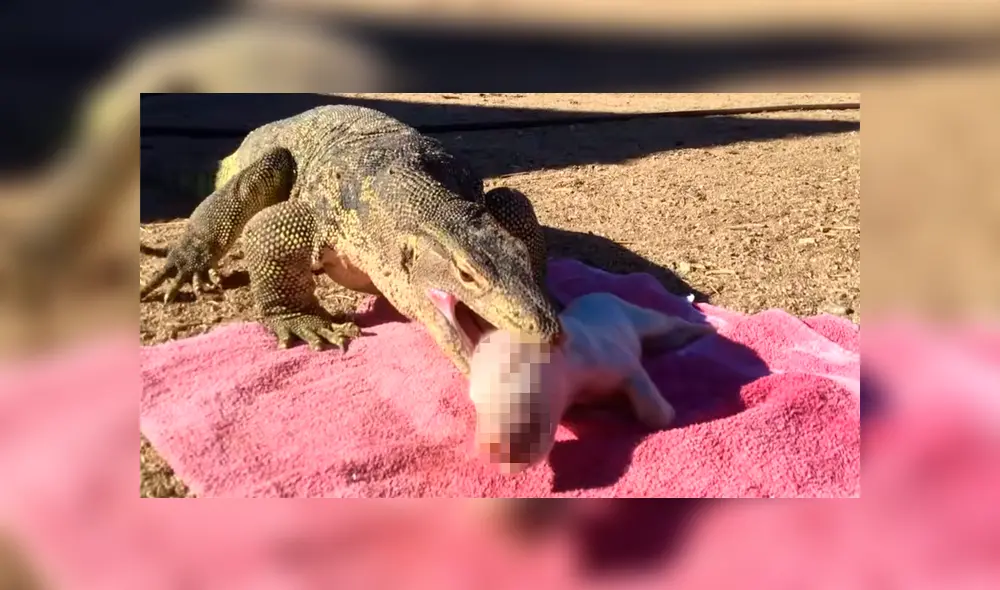 Un video muestra el momento en el que enorme reptil devora a un pequeño cerdo.