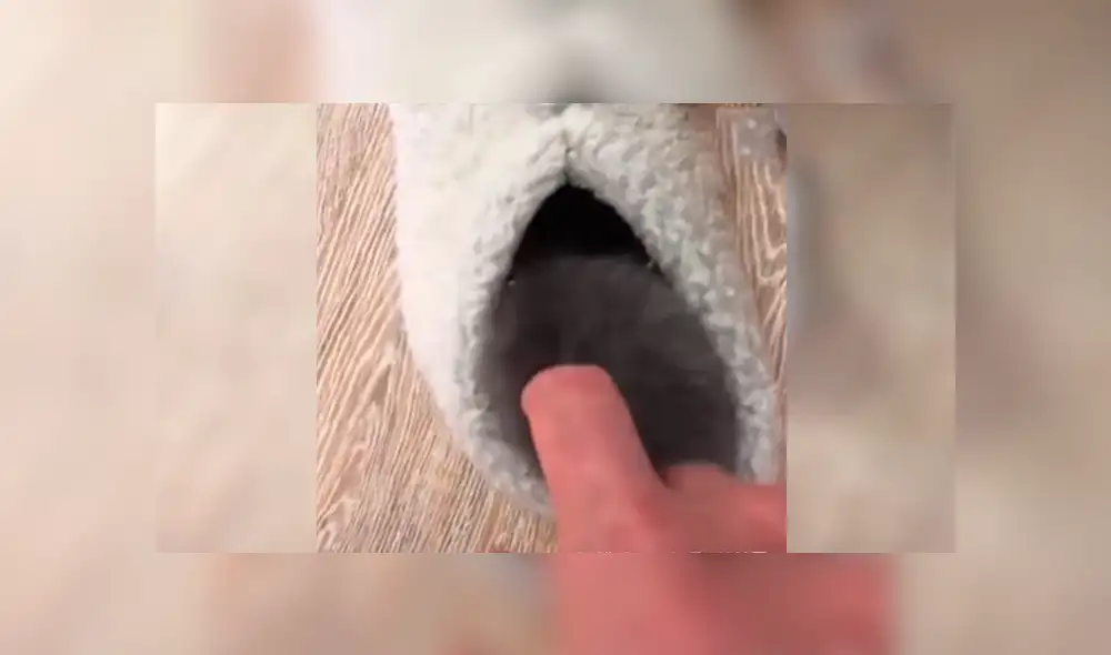 En YouTube, un joven se acercó con cuidado a su pantufla y descubrió a su tierna mascota realizando una travesura. En YouTube, un joven se acercó con cuidado a su pantufla y descubrió a su tierna mascota realizando una travesura.