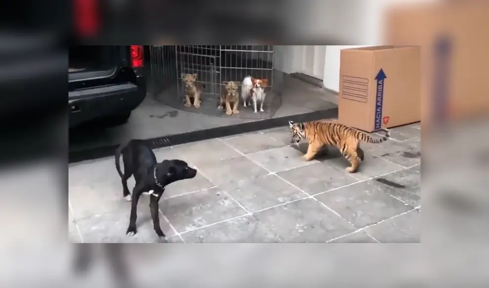 Perro se topa por primera vez con tigres y tiene inesperada reacción Perro se topa por primera vez con tigres y tiene inesperada reacción