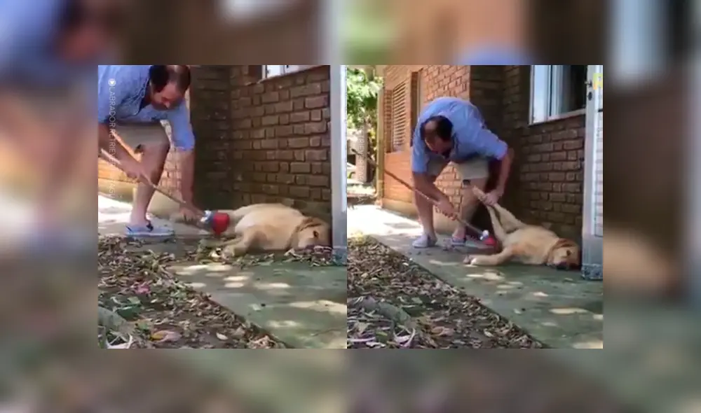 Desliza las fotografías para ver la increíble ‘travesura’ que hizo un perro para impedir que su dueño limpie la casa. Foto: Captura. Desliza las fotografías para ver la increíble ‘travesura’ que hizo un perro para impedir que su dueño limpie la casa. Foto: Captura.