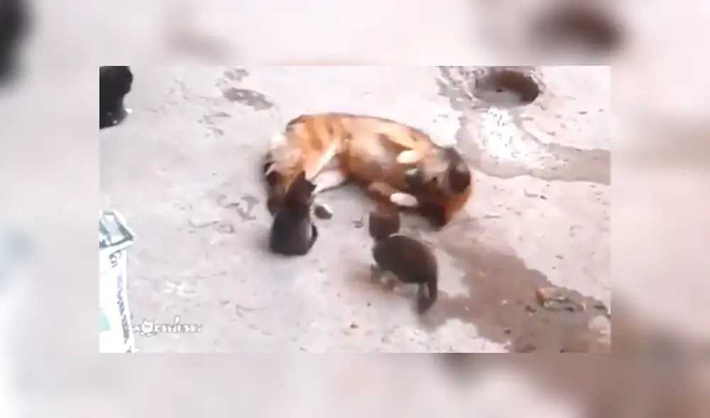 Video es viral en Facebook. La mujer revisó el video de vigilancia y quedó en shock, ya que vio lo que su perro y gato hacen cuando ella no está en casa. Foto: Captura. Video es viral en Facebook. La mujer revisó el video de vigilancia y quedó en shock, ya que vio lo que su perro y gato hacen cuando ella no está en casa. Foto: Captura.