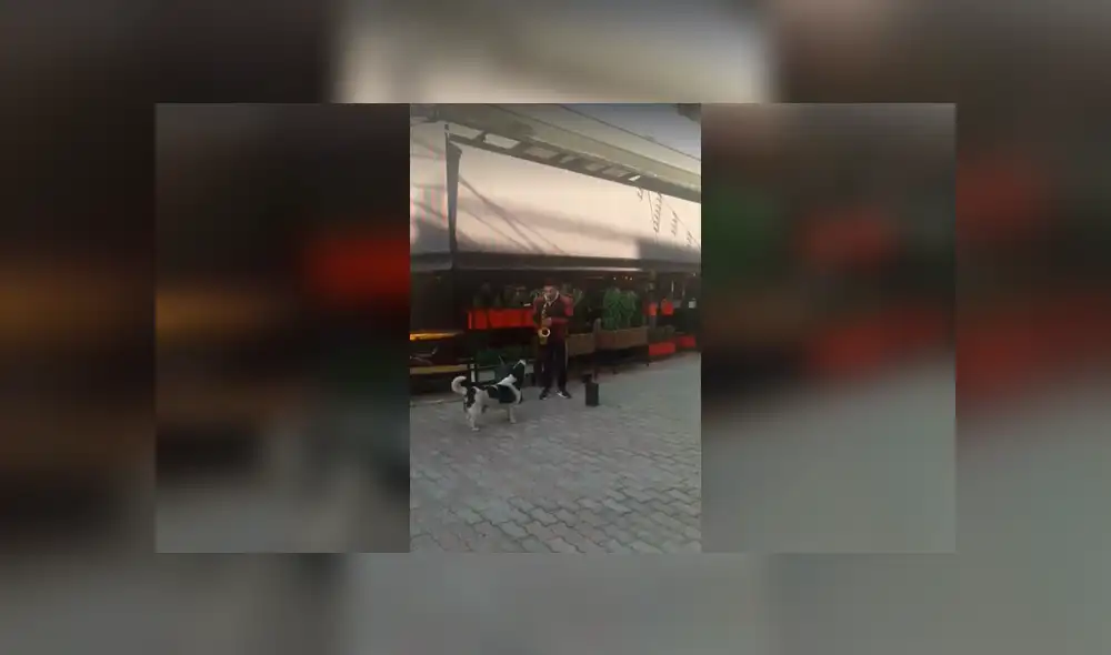 Desliza a la izquierda para ver al perro que ha sorprendido a los usuarios de Facebook. Foto: Captura.