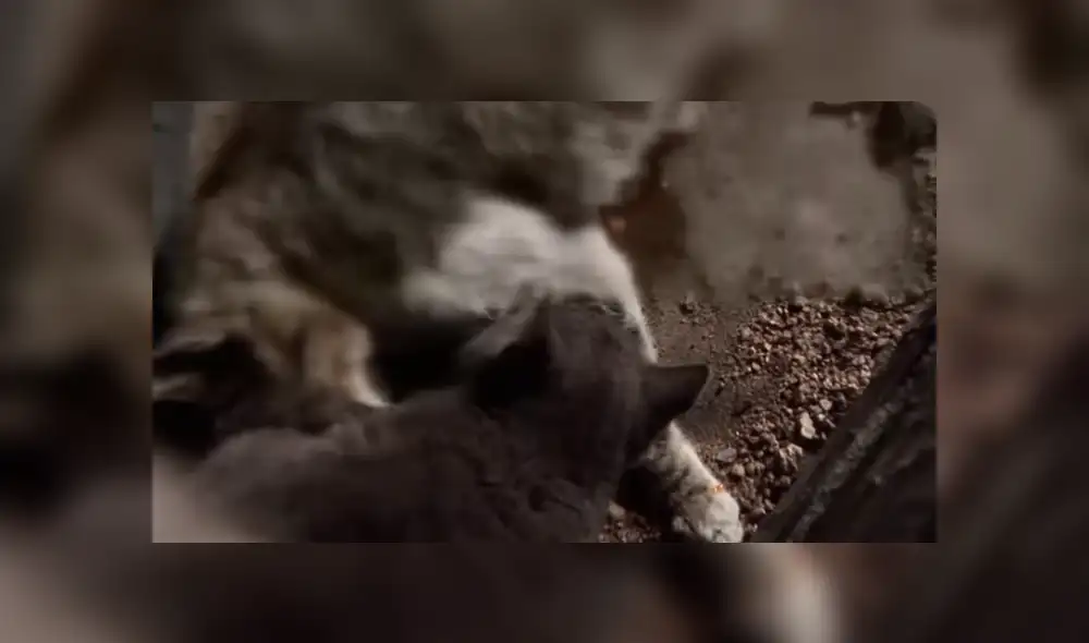 YouTube viral: Gatito espera junto al cadáver de su madre y conmueve al mundo por insólito gesto [VIDEO]