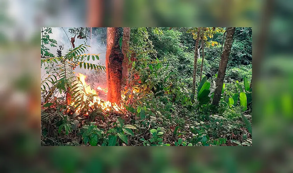 La selva Amazónica es considerada el "pulmón del mundo". Foto: EFE.