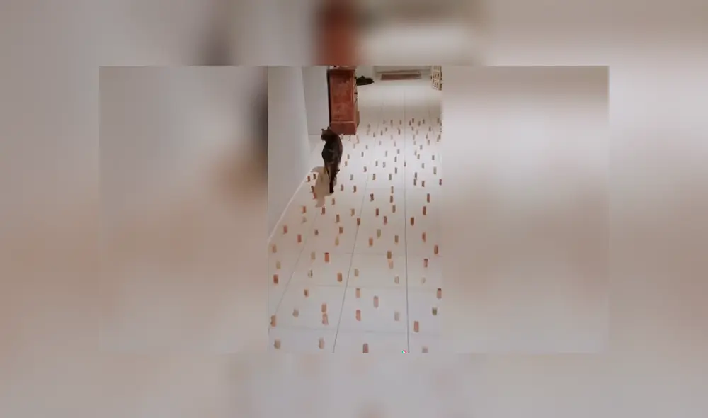 Desliza las imágenes hacia la izquierda para saber la ingeniosa idea que tuvo un joven para entretener a su gato. Desliza las imágenes hacia la izquierda para saber la ingeniosa idea que tuvo un joven para entretener a su gato.