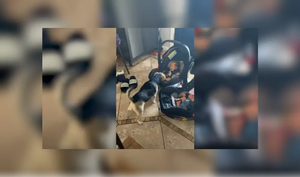 Video es viral en YouTube. Mujer grabó el conmovedor comportamiento que tuvo el can cuando le presentó a sus bebes recién nacidos. Video es viral en YouTube. Mujer grabó el conmovedor comportamiento que tuvo el can cuando le presentó a sus bebes recién nacidos.