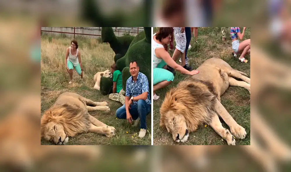 León 'perezoso' arruina fotografía de turistas que hacían safari al quedarse dormido en todo el tour.