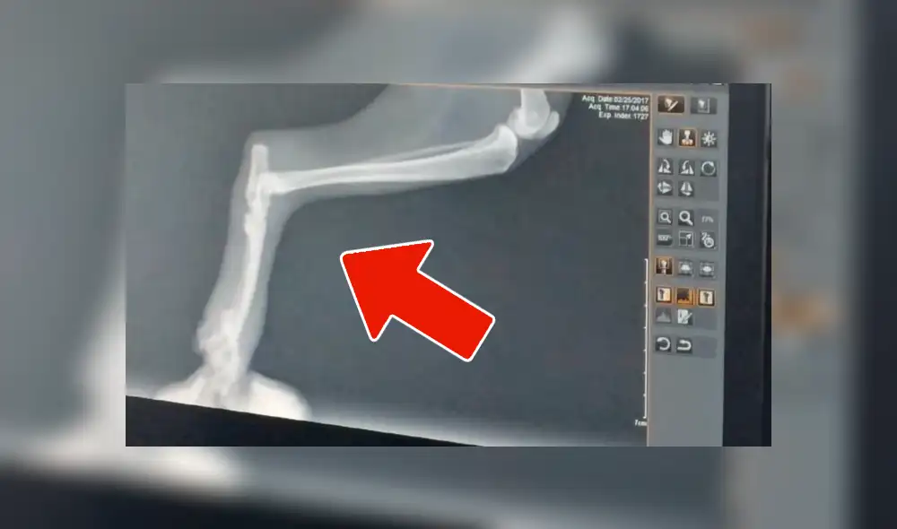 YouTube viral: gato herido ruega a hombre que lo ayude a salvar su vida [VIDEO]