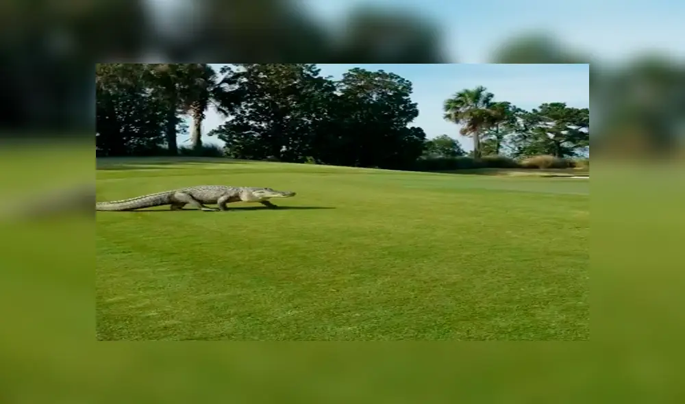 Facebook viral: gigantesco reptil aparece en campo de golf y aterra a jugadores 