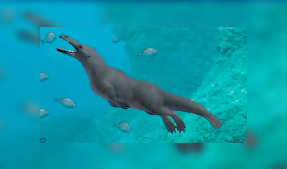 Majestuosa ballena de cuatro patas es descubierta en la costa de Perú [FOTOS]