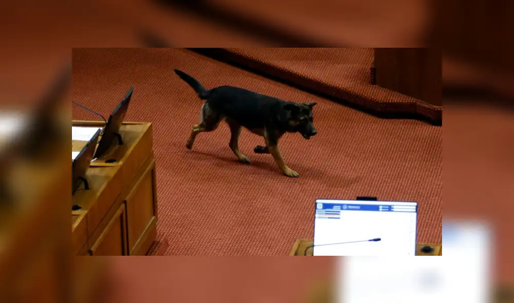 El perrito interrumpió el hemiciclo mientras se debatía el proyecto de ley de Seguro Catastrófico. Foto: Cooperativa.cl