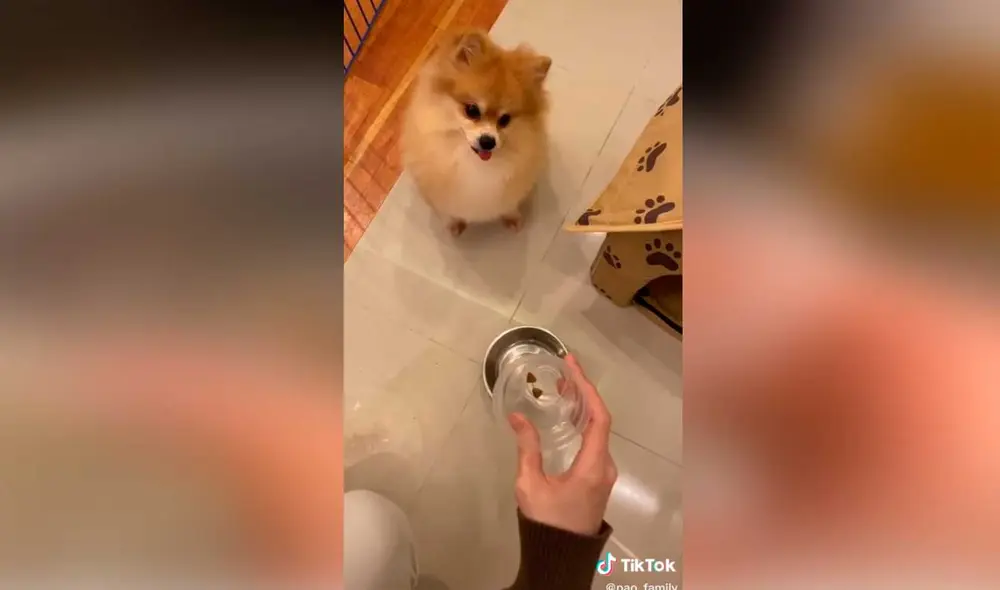 Desliza las imágenes para ver la furiosa e inesperada reacción que tuvo este diminuto perro al no recibir la comida que deseaba.  Foto: Captura de TikTok/ Janeiza