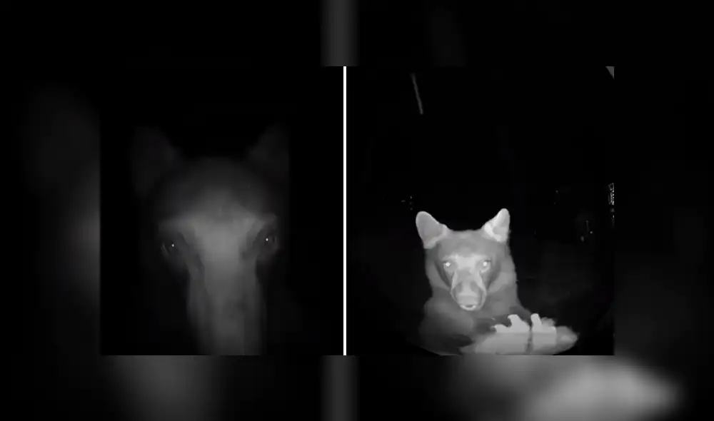 Desliza hacia la izquierda para ver las imágenes del viral de YouTube. Foto: Captura.