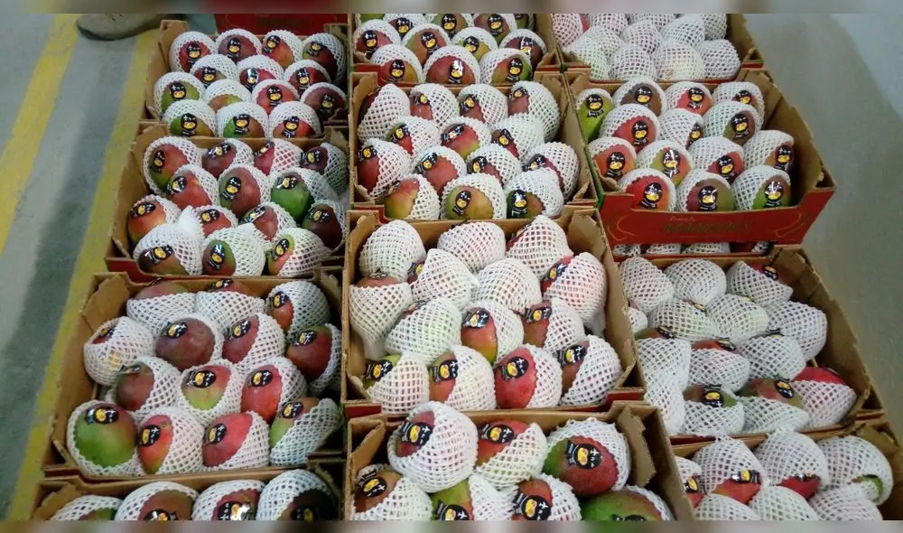 Campaña anterior se certificaron 3 832 lugares de producción de mango. Foto: Minagri Campaña anterior se certificaron 3 832 lugares de producción de mango. Foto: Minagri