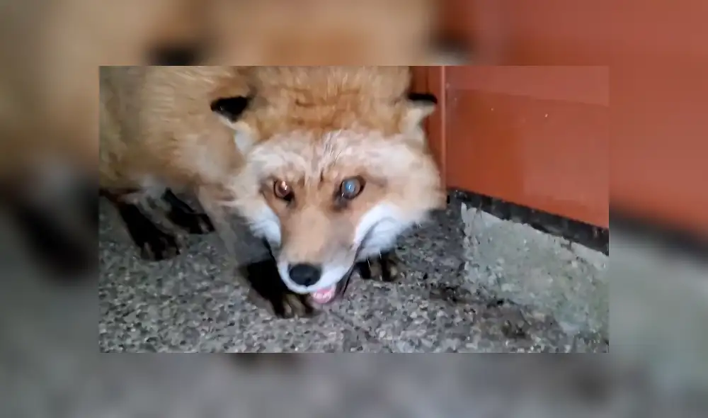 En Facebook, una mujer abrió la puerta de su hogar y encontró a un amigable zorro que la visita a diario.