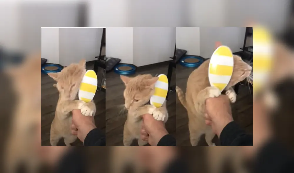 Desliza hacia la izquierda para ver más fotos del tierno felino que aprendió a cepillarse solo el cabello. Desliza hacia la izquierda para ver más fotos del tierno felino que aprendió a cepillarse solo el cabello.