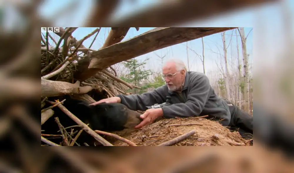 YouTube viral: valiente investigador ingresa a recinto de oso para grabar a las crías del animal [VIDEO]
