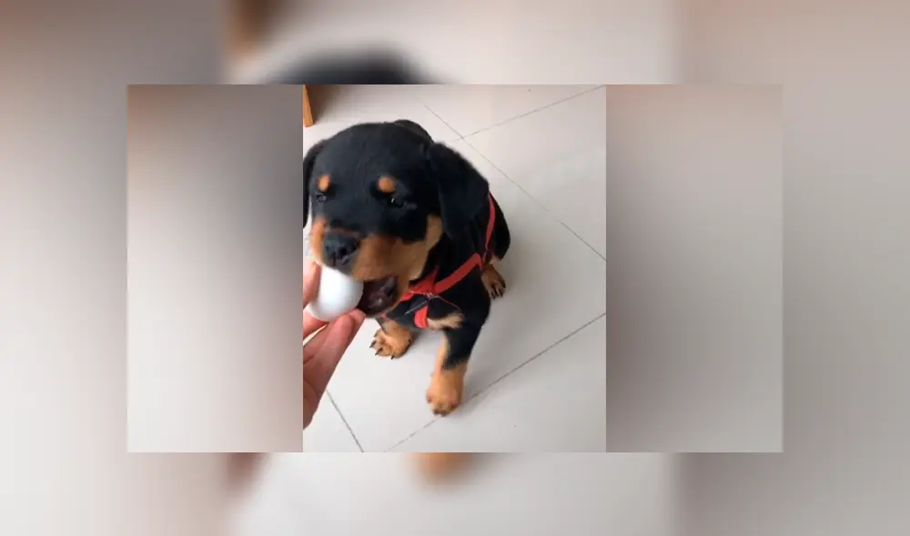 Desliza las imágenes para ver la peculiar reacción que tuvo un cachorro al recibir un huevo de parte de su dueña. Fotocapturas: candecondex/TikTok