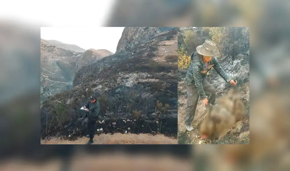 Nuevo incendio forestal afectó comunidad campesina de Cusco