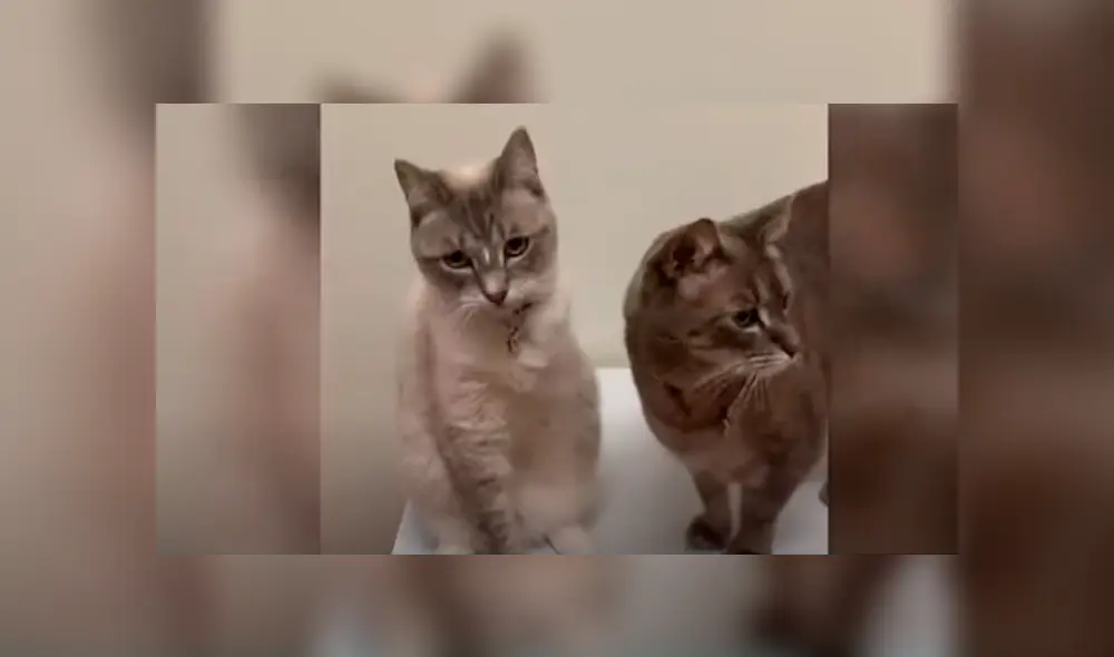 Desliza las imágenes hacia la izquierda para conocer la conmovedora historia de un indefenso gato. Desliza las imágenes hacia la izquierda para conocer la conmovedora historia de un indefenso gato.