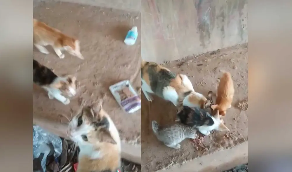 Desliza las imágenes para ver la increíble reacción de estos gatitos al probar alimento luego de varios días de pasar hambre. Foto: captura de TikTok/curhatan_mpus