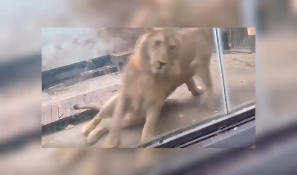 El 'rey de la selva' quiso demostrarle su amor a una leona, pero quedó en ridículo. Foto: captura