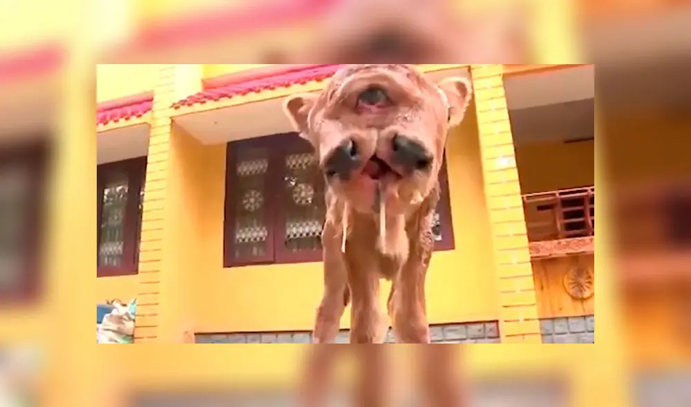 Vaca con enfermedad Vaca con enfermedad