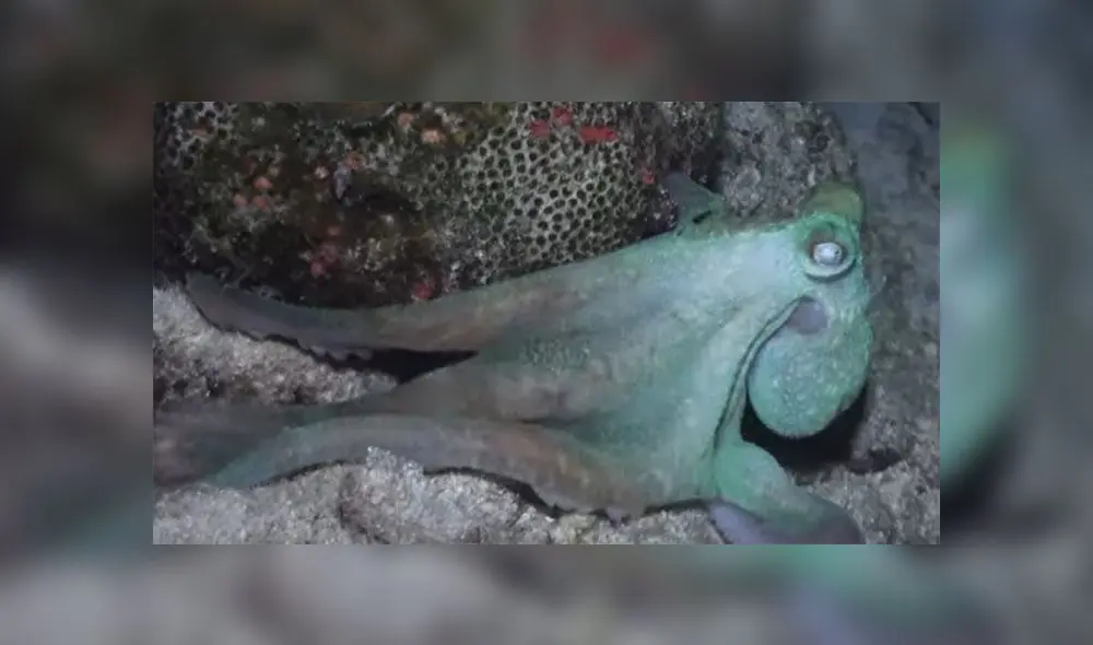 Desliza para descubrir cómo un pulpo dejó a una mujer buzo totalmente maravillada. Foto: Captura. Desliza para descubrir cómo un pulpo dejó a una mujer buzo totalmente maravillada. Foto: Captura.