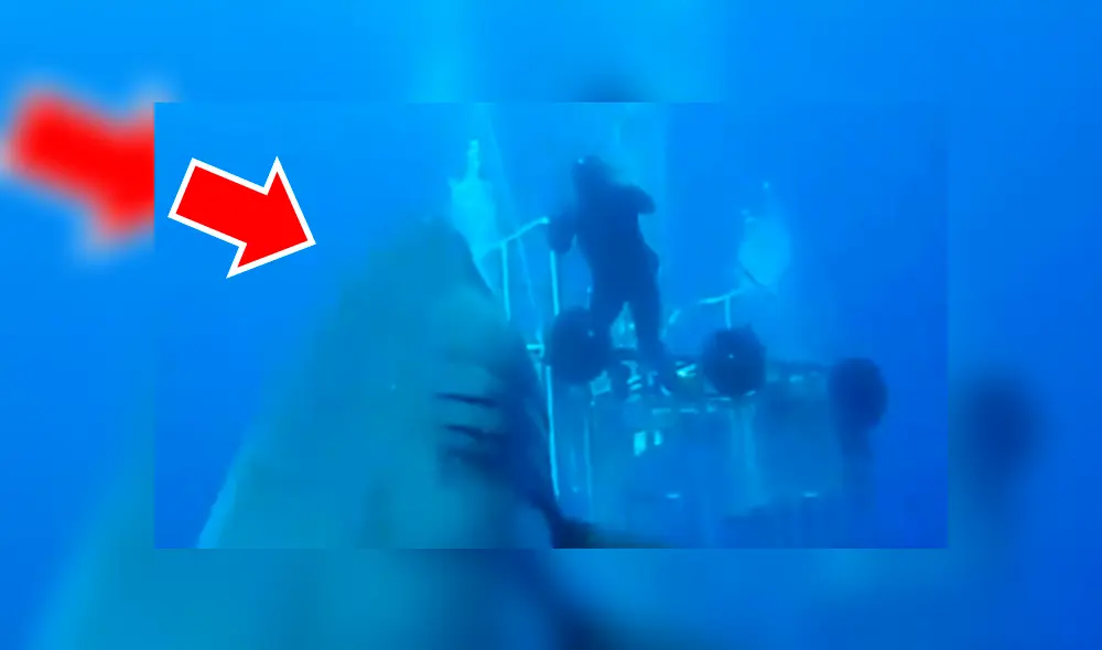 En Facebook, un video viral muestra a un enorme tiburón y buceadores. En Facebook, un video viral muestra a un enorme tiburón y buceadores.