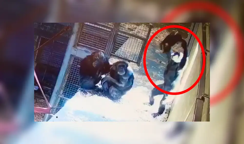 En YouTube, los encargados de un zoológico instalaron una cámara y descubrieron la amorosa escena de una mamá chimpancé. En YouTube, los encargados de un zoológico instalaron una cámara y descubrieron la amorosa escena de una mamá chimpancé.