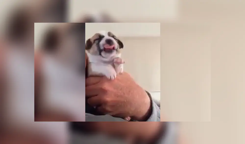 Cachorro ingiere medicina por primera vez y tiene inesperada reacción que enternece a miles