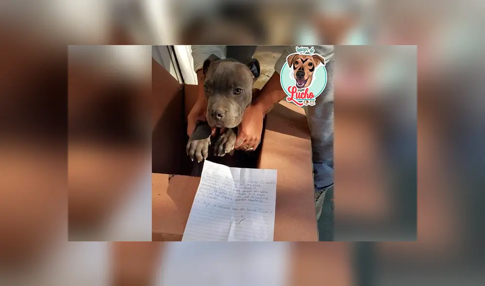 El menor escribió una conmovedora carta de despedida a su perro antes de entregarlo en adopción a un refugio en México. El menor escribió una conmovedora carta de despedida a su perro antes de entregarlo en adopción a un refugio en México.
