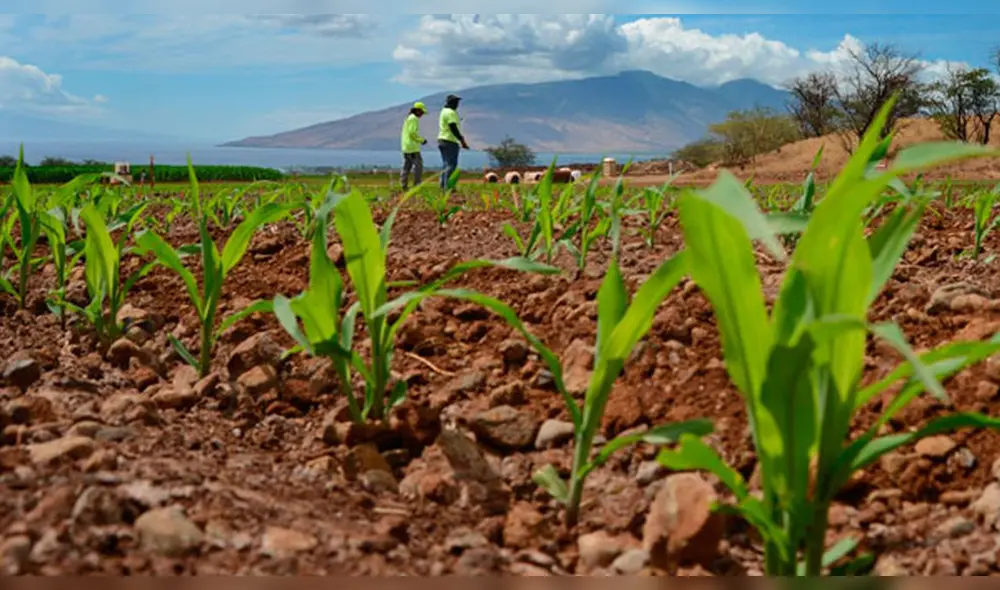 Más de 300 familias del caserío El Horcón del distrito de Túcume, se verán beneficiadas Más de 300 familias del caserío El Horcón del distrito de Túcume, se verán beneficiadas
