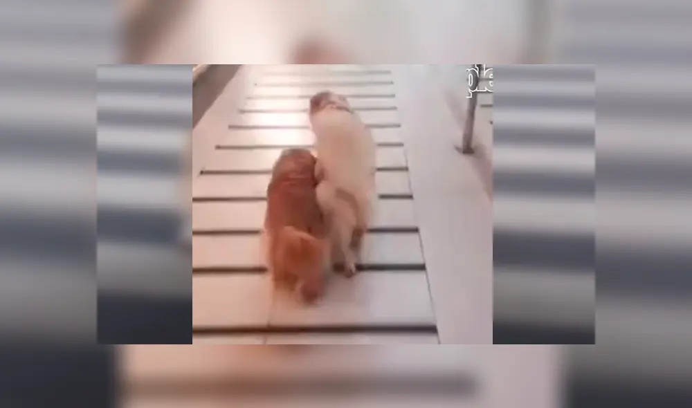 En Facebook, un perro lazarillo ayudó a su compañero ciego y se mantuvo a su lado cuando dieron una caminata. En Facebook, un perro lazarillo ayudó a su compañero ciego y se mantuvo a su lado cuando dieron una caminata.