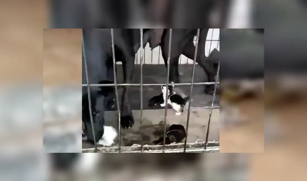 Video es viral en YouTube. El can se percató del indefenso animal y lo llevó hasta su refugio para alimentarlo junto a otro gato y su cachorro recién nacido Video es viral en YouTube. El can se percató del indefenso animal y lo llevó hasta su refugio para alimentarlo junto a otro gato y su cachorro recién nacido