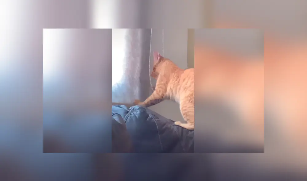 Desliza las imágenes para apreciar el tremendo castigo que recibió un gato al cometer una travesura.