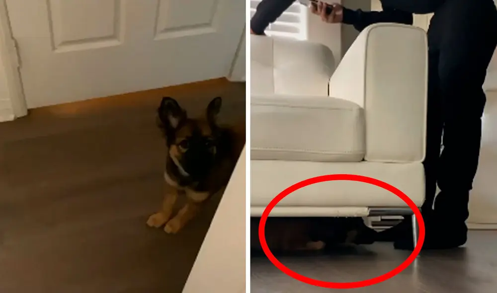 Desliza las imágenes para apreciar el divertido momento entre un joven junto a su adorable mascota. Foto: Captura de Facebook