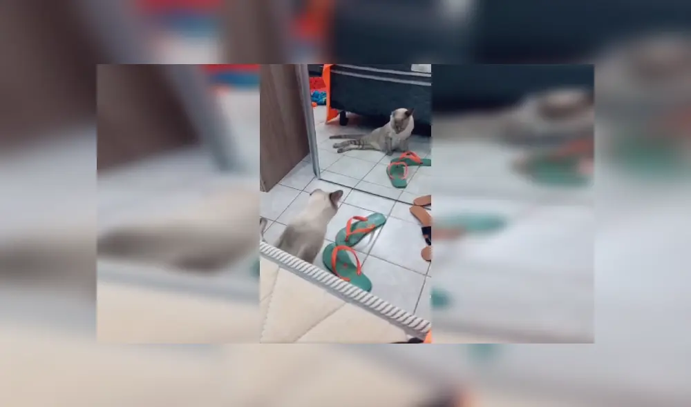 Desliza las imágenes hacia la izquierda para conocer la amorosa acción de una joven con su gato con discapacidad. Fotocaptura: TikTok. Desliza las imágenes hacia la izquierda para conocer la amorosa acción de una joven con su gato con discapacidad. Fotocaptura: TikTok.