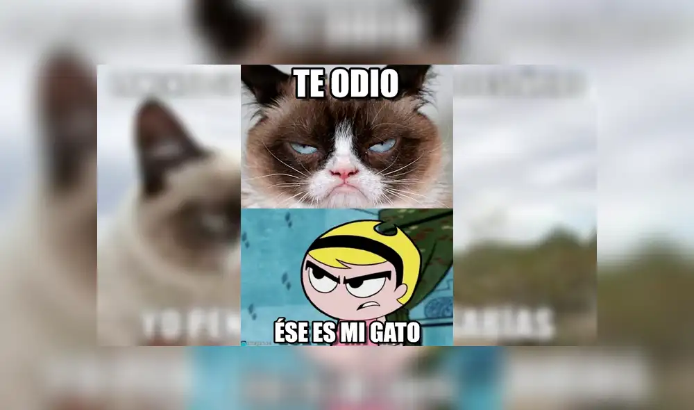 Facebook viral: miles lloran a Grumpy Cat, la gata más famosa del Internet, que acaba de morir [FOTOS]