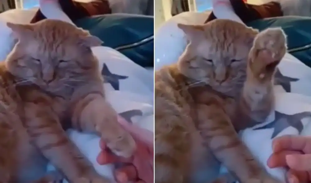 Desliza las imágenes para conocer la graciosa reacción que tuvo este gatito al recibir caricias de su dueño. Foto: captura de Facebook Desliza las imágenes para conocer la graciosa reacción que tuvo este gatito al recibir caricias de su dueño. Foto: captura de Facebook