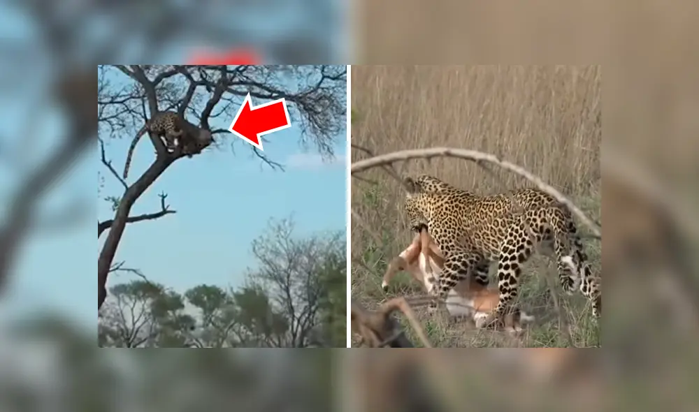 Para ver lo que pasó en el video de YouTube con leopardo y el antílope revisa nuestra galería de fotos deslizando cada imagen hacia la izquierda. Para ver lo que pasó en el video de YouTube con leopardo y el antílope revisa nuestra galería de fotos deslizando cada imagen hacia la izquierda.