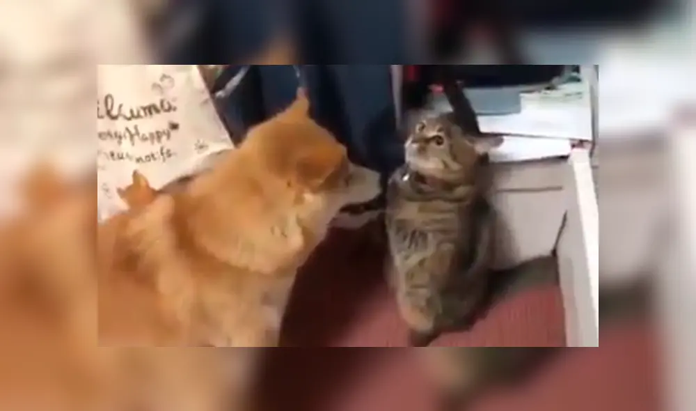 Video es viral en Facebook. El gato no estaba contento con la nueva mascota de su dueña, así que ideó un curioso ‘truco’ para demostrarle que no era bien recibido. Foto: Captura. Video es viral en Facebook. El gato no estaba contento con la nueva mascota de su dueña, así que ideó un curioso ‘truco’ para demostrarle que no era bien recibido. Foto: Captura.