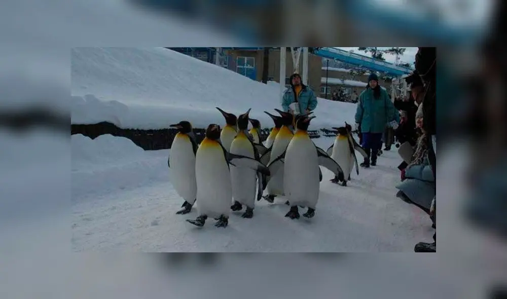 Las relaciones sexuales entre pingüinos pueden darse sin distinguir el género y parentezco. Foto: Difusión