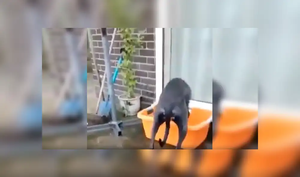 Facebook viral: Familia adopta a perro tímido, lo dejan solo en casa y realiza travesura [VIDEO]