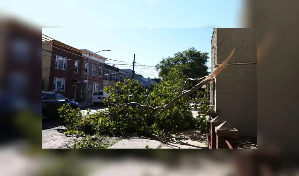 El árbol cayó sobre las piernas. Foto: referencial / AFP
