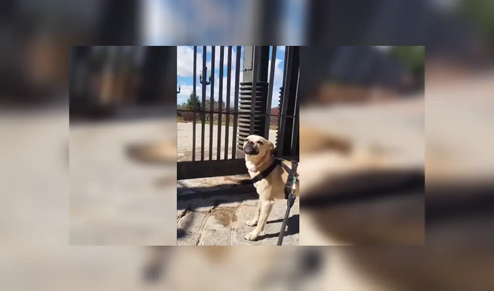 Desliza para ver los detalles del video viral publicado en Facebook. Foto: Captura.