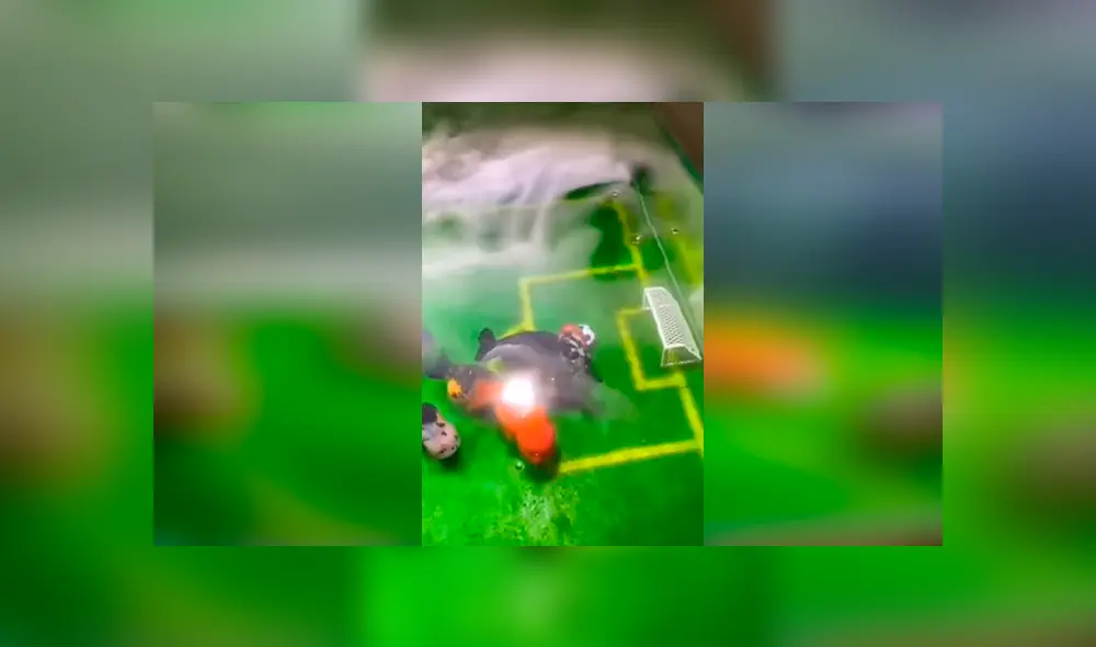 Desliza las fotografías para ver el vibrante ‘partido de fútbol’ que tuvieron estos peces. Foto: Captura/Newsflare