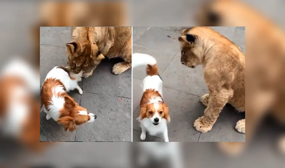Desliza hacia la izquierda para ver el temible encuentro de un pequeño perro con un grupo de felinos. Imágenes que han causado furor en YouTube. Desliza hacia la izquierda para ver el temible encuentro de un pequeño perro con un grupo de felinos. Imágenes que han causado furor en YouTube.