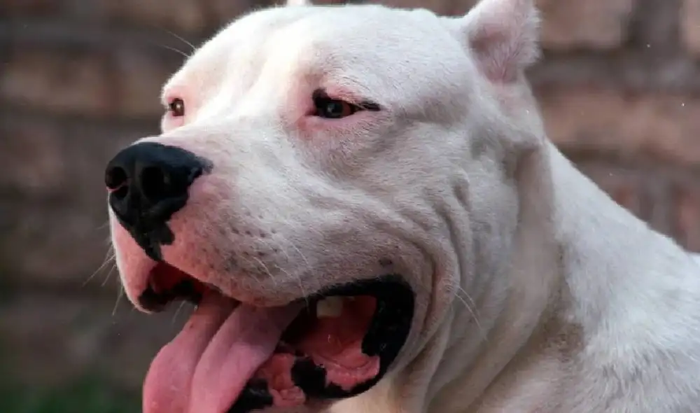 Los perros fueron usados como "armas amenazantes" para intimidar a la víctima. Foto Referencial